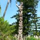 37- Un arbre de coutume canaque 